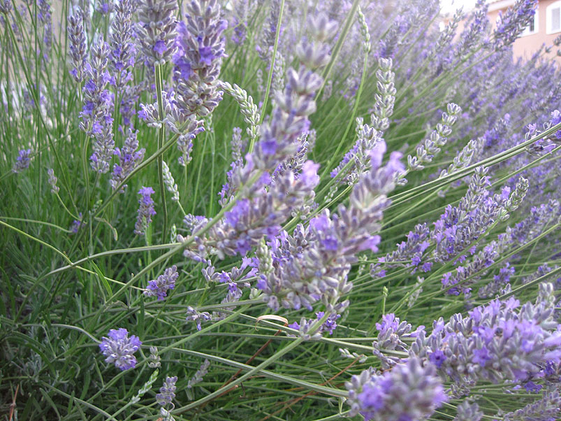 IMG_1342.jpg